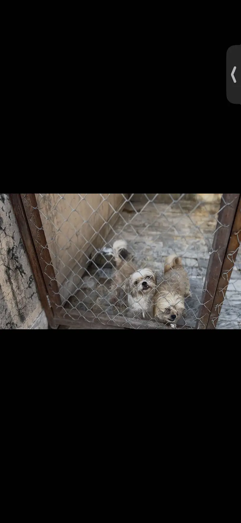 Shihtzu breeder pair — photo 2