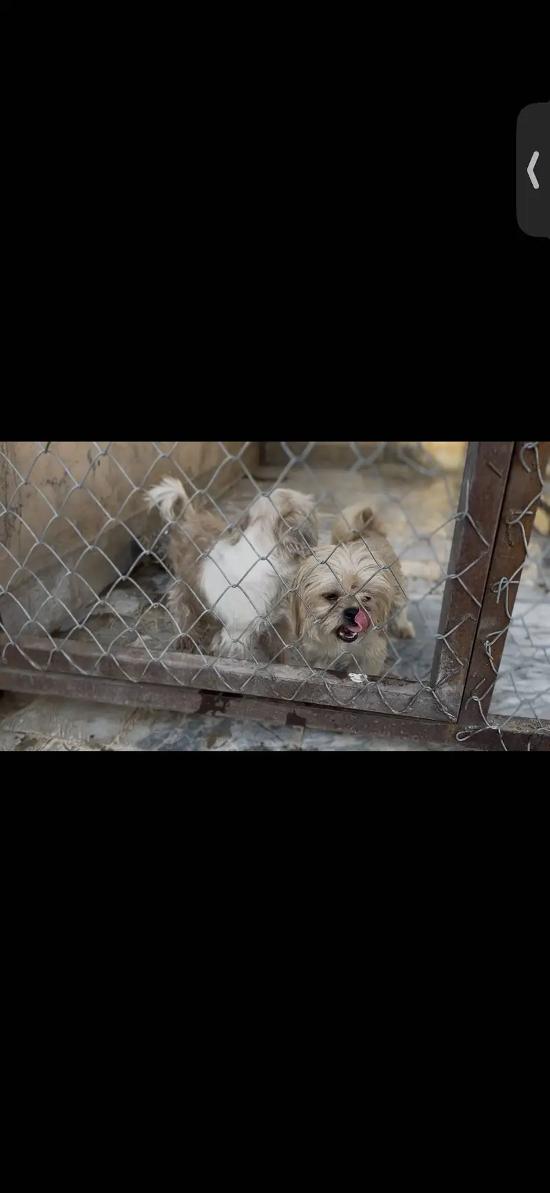 Shihtzu breeder pair — photo 3