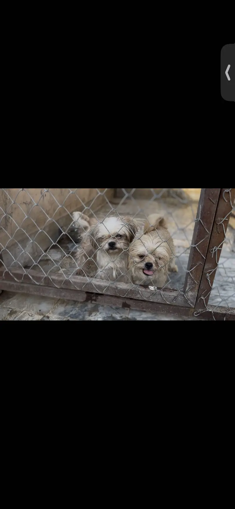 Shihtzu breeder pair — photo 4