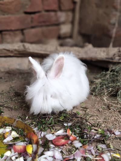 Angora female 4 month bunny