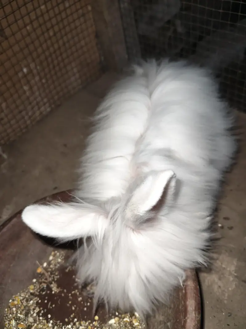 Angora female 4 month bunny — photo 2