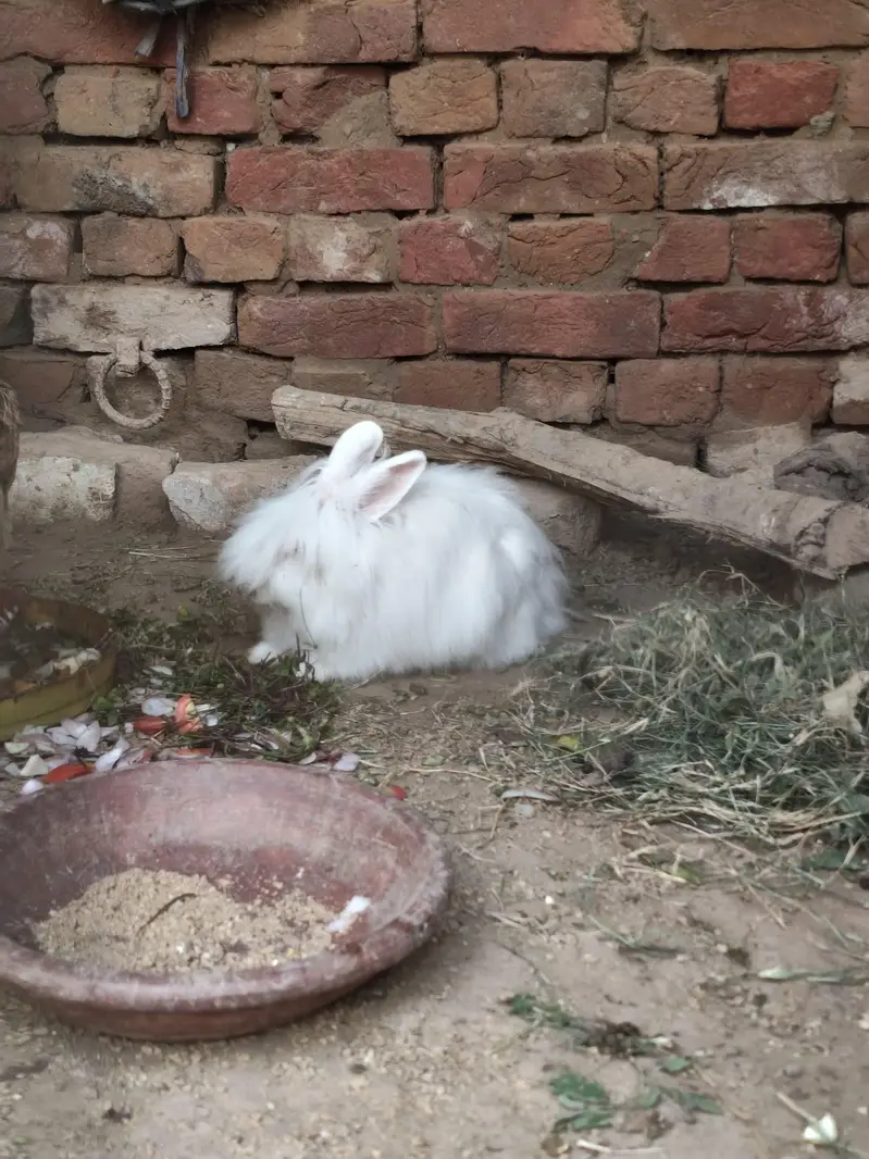 Angora female 4 month bunny — photo 3