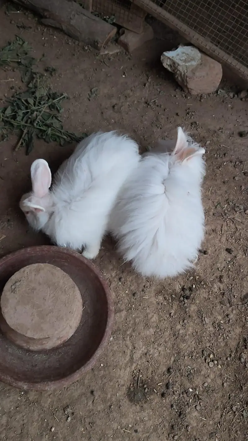 Angora female 4 month bunny — photo 4