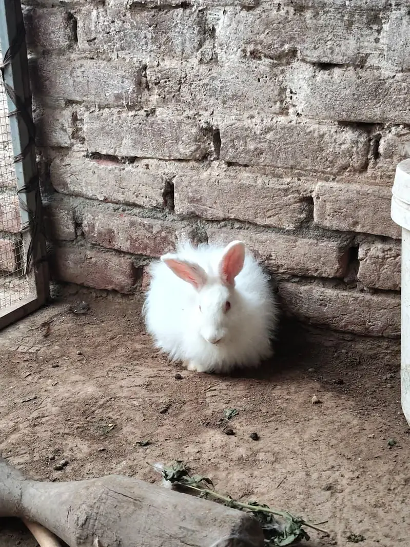 Angora female 4 month bunny — photo 5