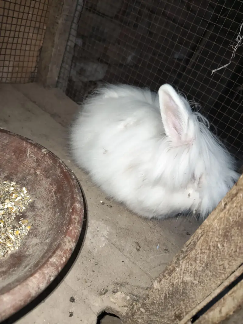 Angora female 4 month bunny — photo 6