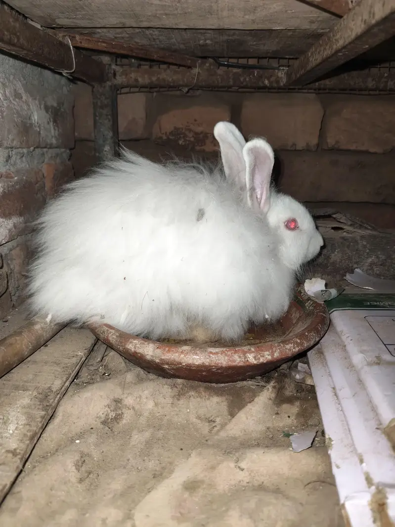 Angora female 4 month bunny — photo 7