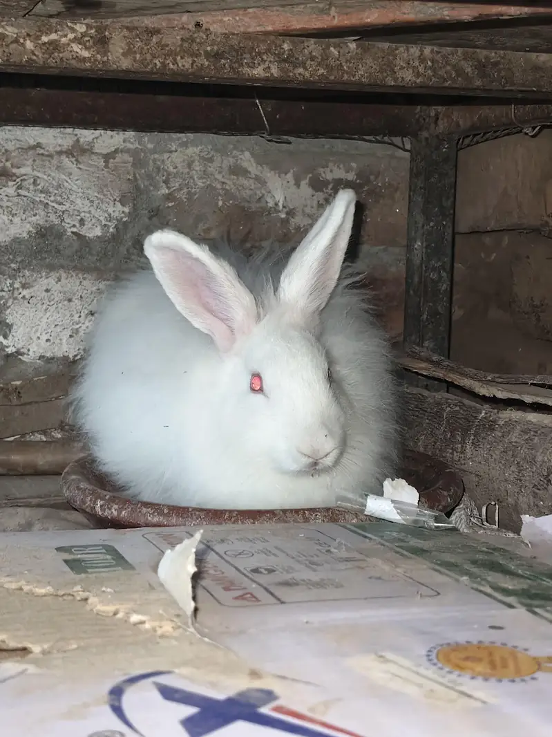 Angora female 4 month bunny — photo 8