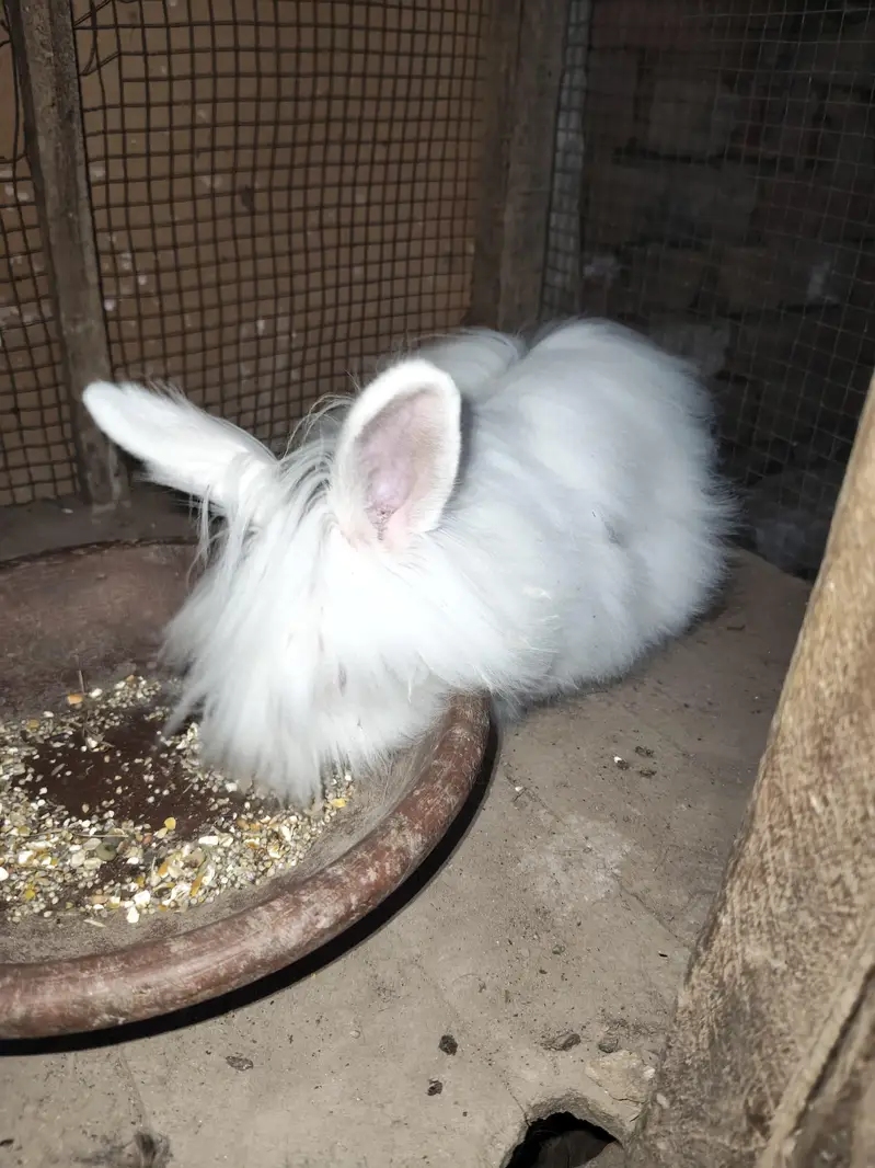 Angora female 4 month bunny — photo 9