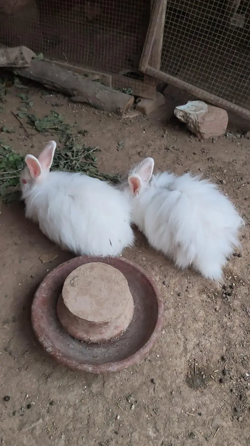 Angora female 4 month bunny — photo 10