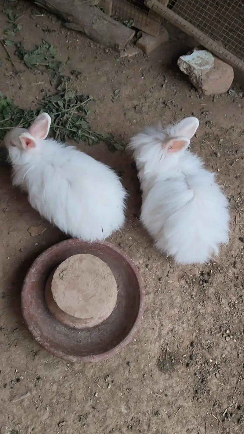Angora female 4 month bunny — photo 11