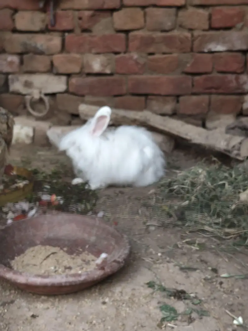 Angora female 4 month bunny — photo 12