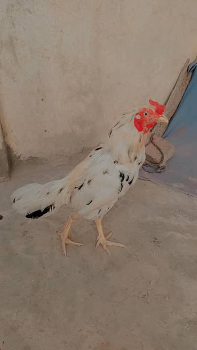 2 murga ha