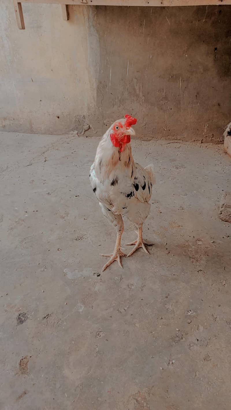 2 murga ha 2