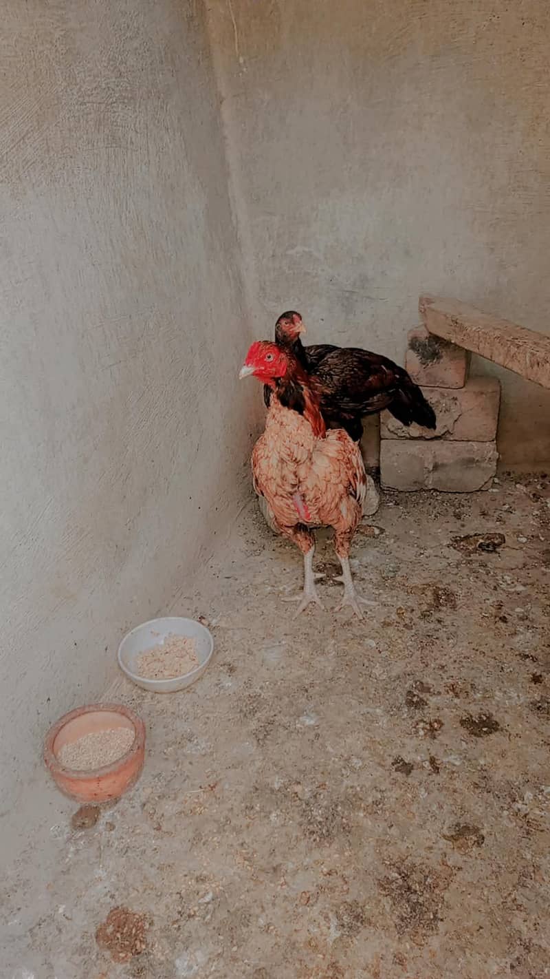 2 murga ha 5