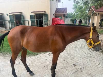 Polo trained horse | Kacha nasal ghora | horse for sale