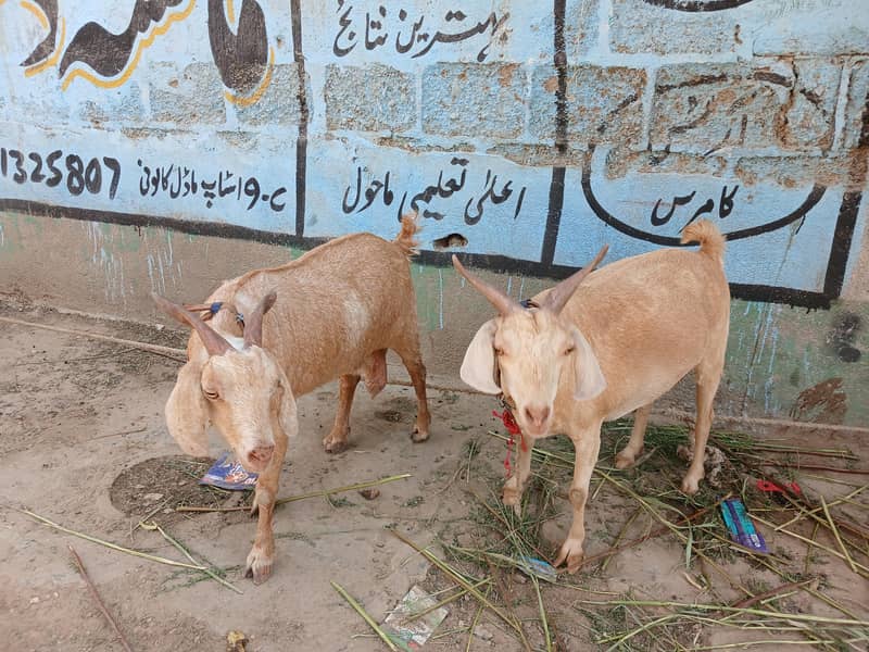 bakri 0