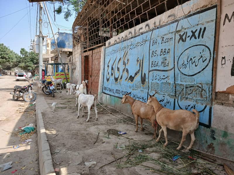 bakri 1