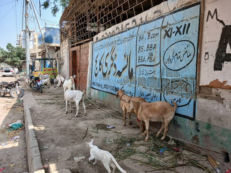 bakri 2