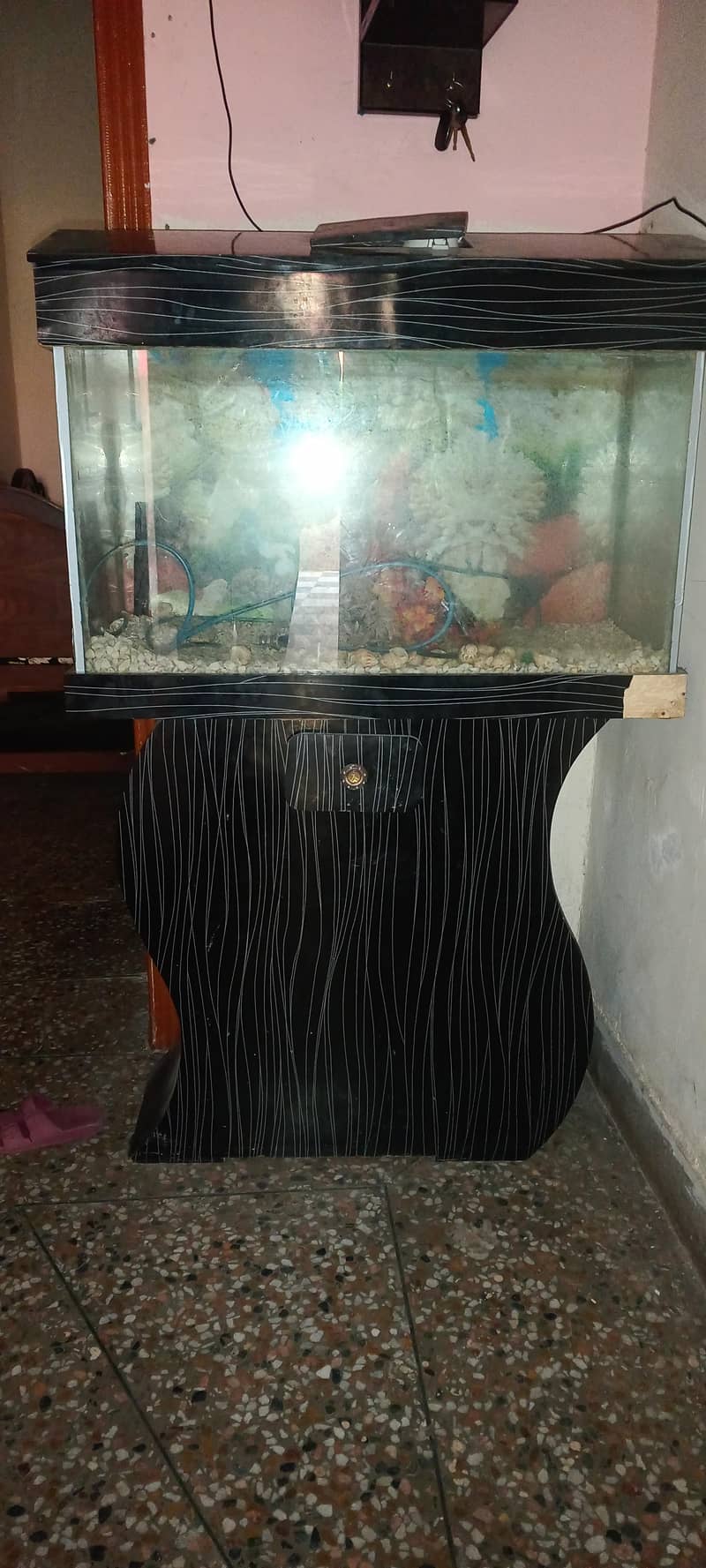 Fish Aquarium 0