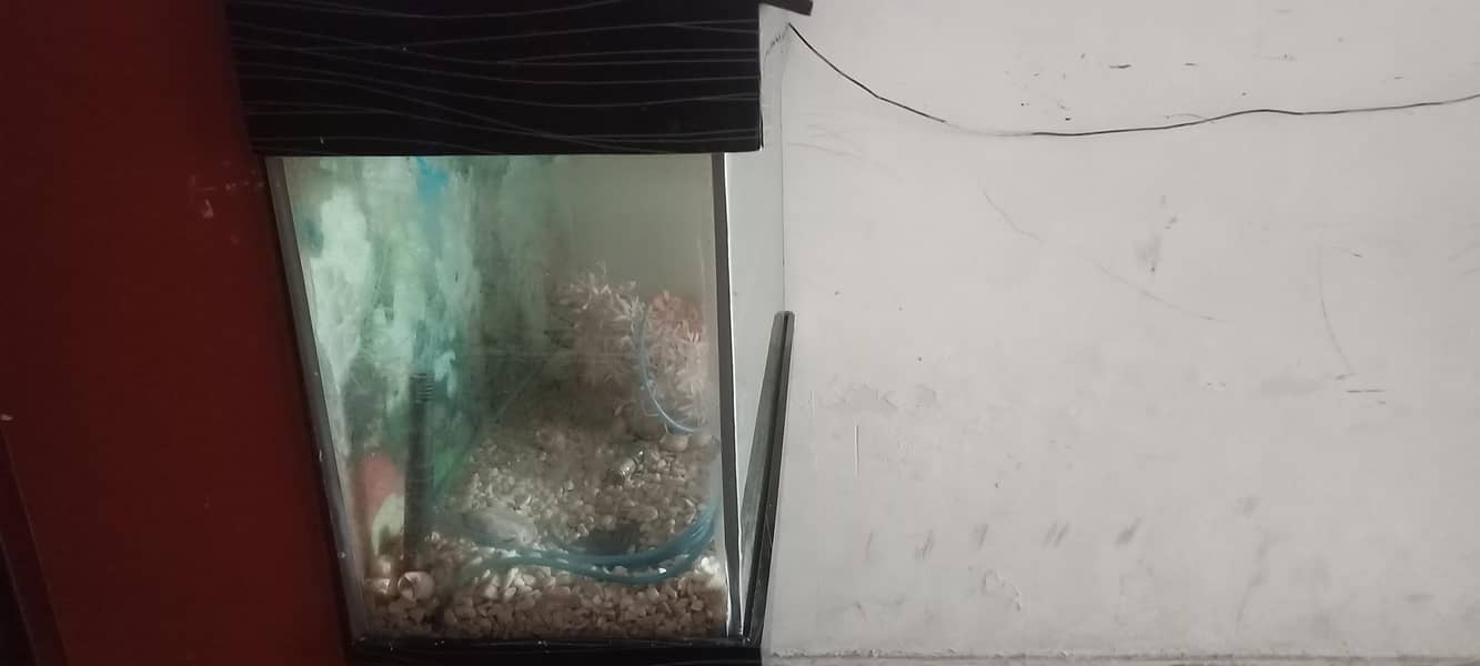 Fish Aquarium 6