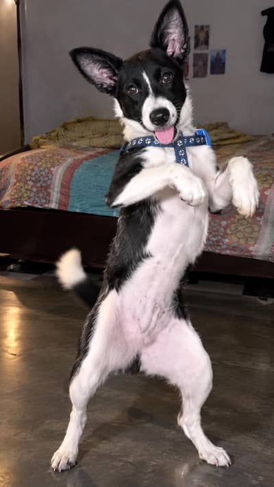 Belgian melinois × border collie