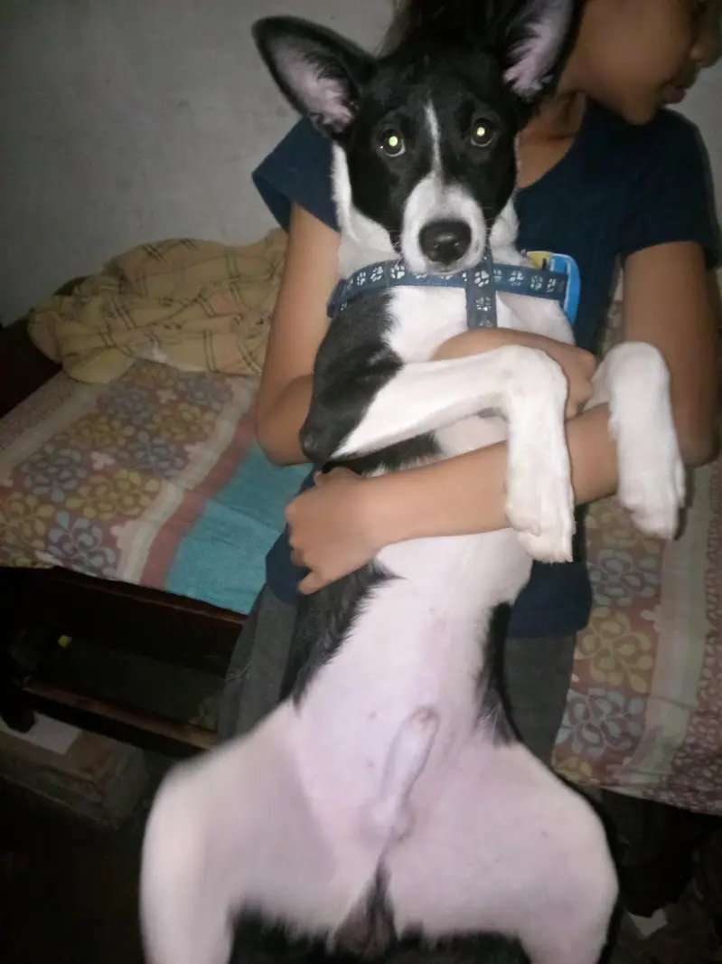 Belgian melinois × border collie — photo 2