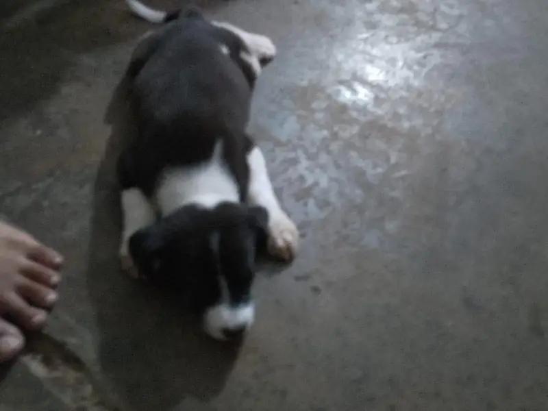 Belgian melinois × border collie — photo 3