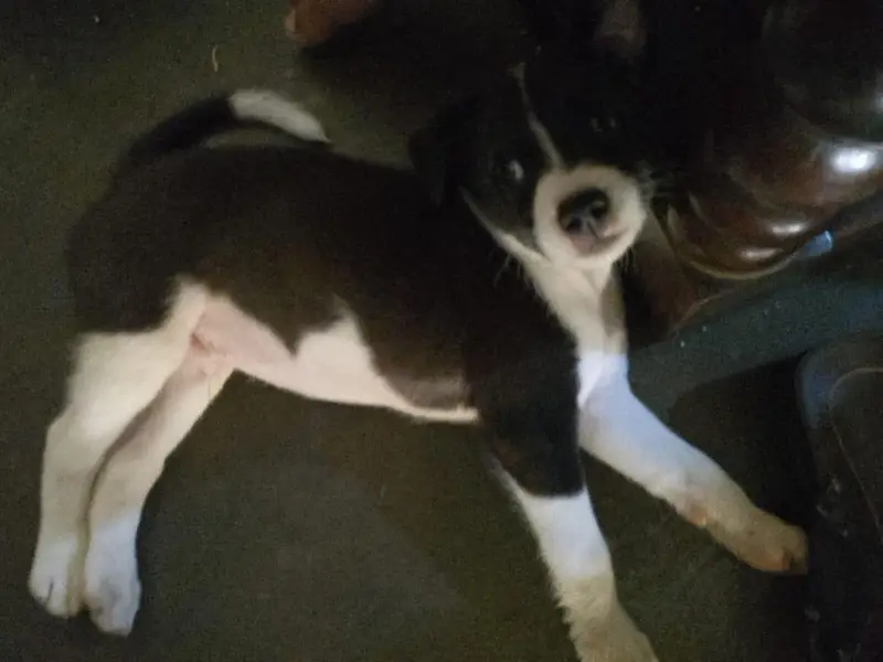 Belgian melinois × border collie — photo 4