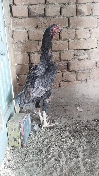 Shamo female