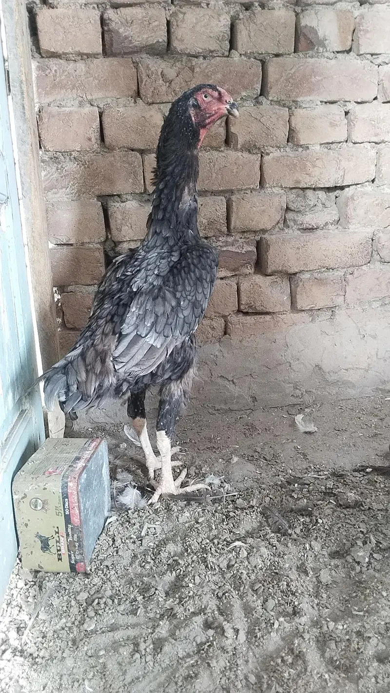 Shamo female — photo 2