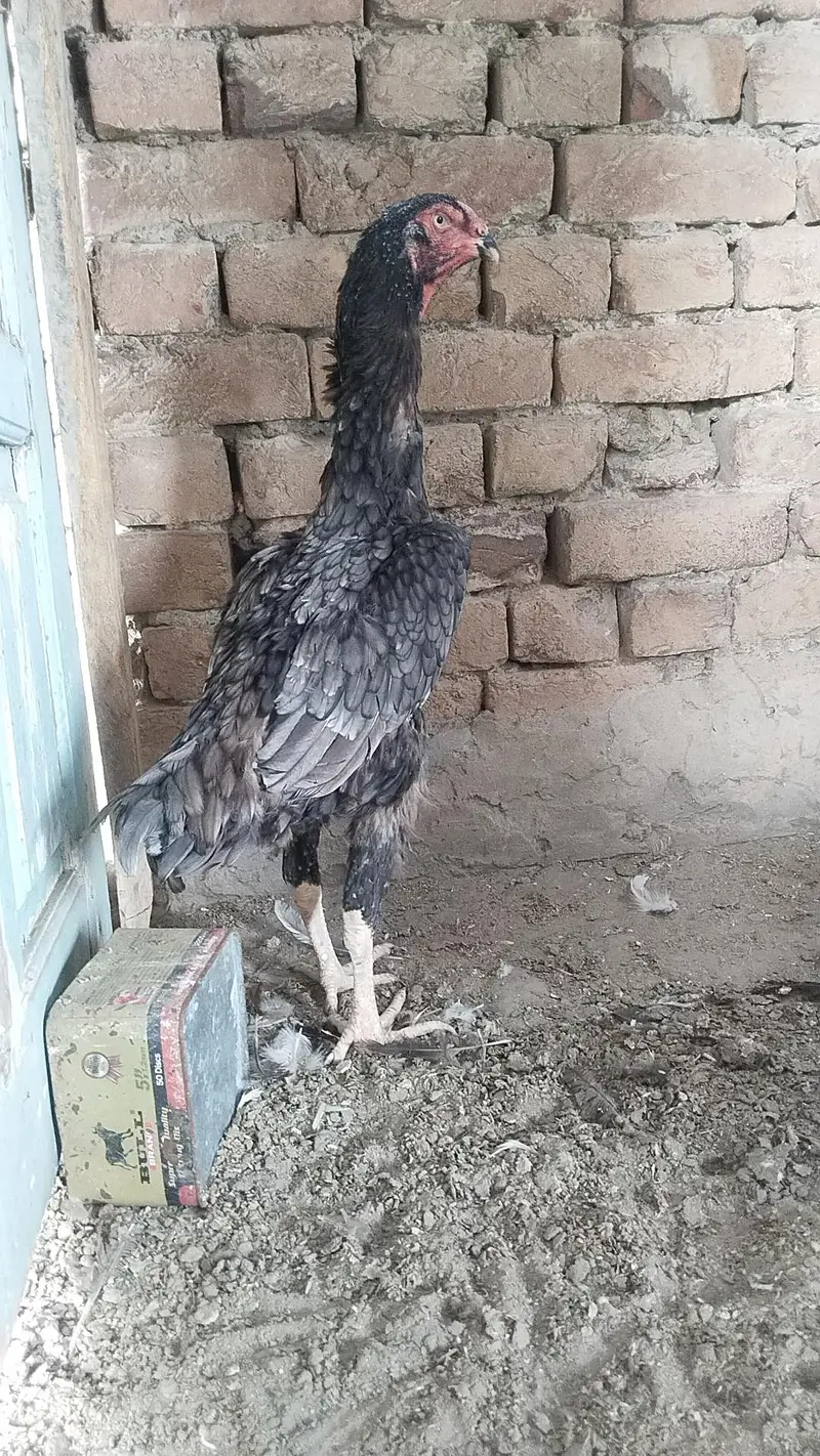 Shamo female — photo 3