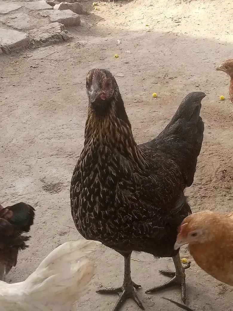 golden mishri hen for sale — photo 2