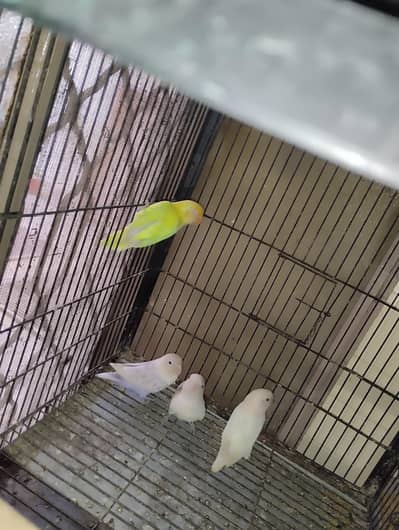 love birds breeder pair creamino into albino & Blue pastel split ino
