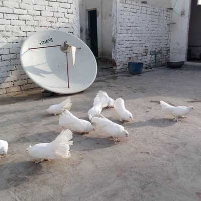 Fancy pigeon