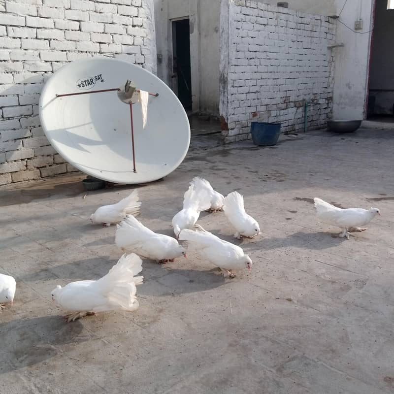 Fancy pigeon 0