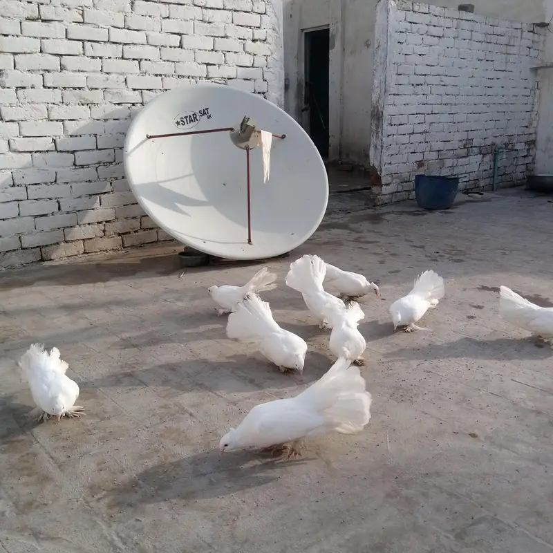Fancy pigeon — photo 2