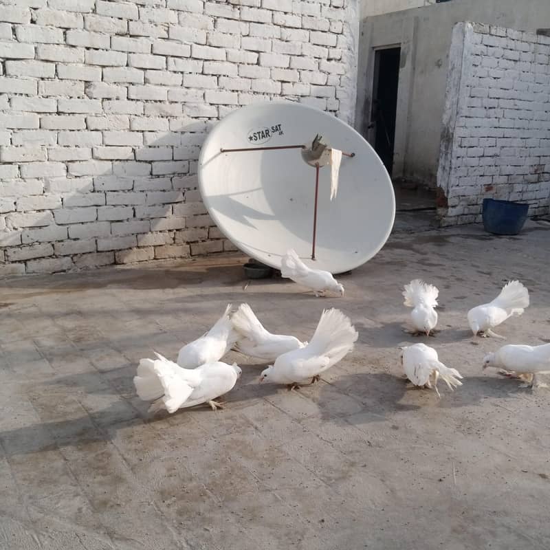 Fancy pigeon 2