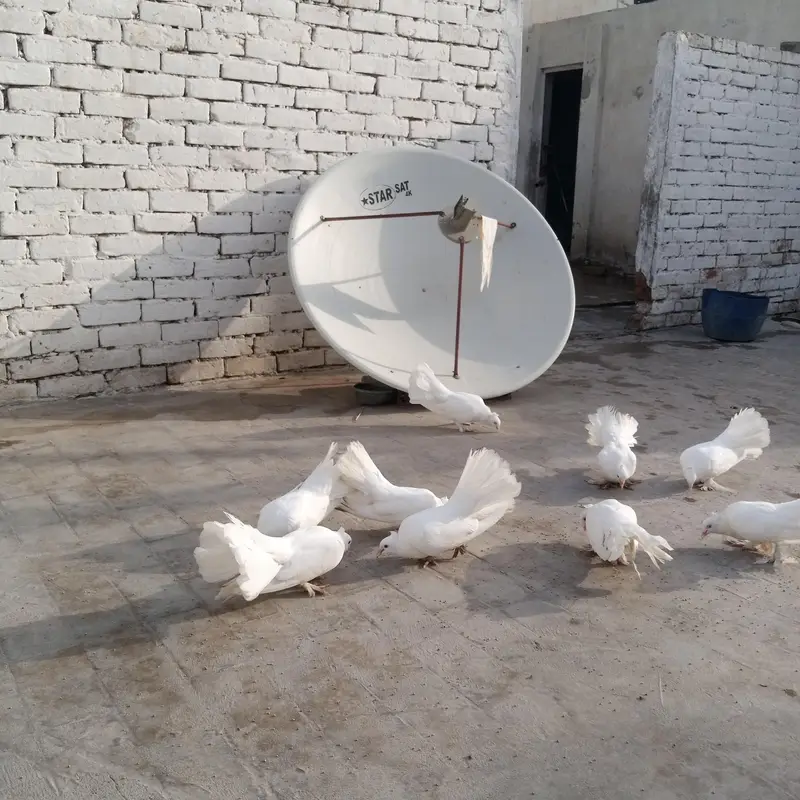 Fancy pigeon — photo 3