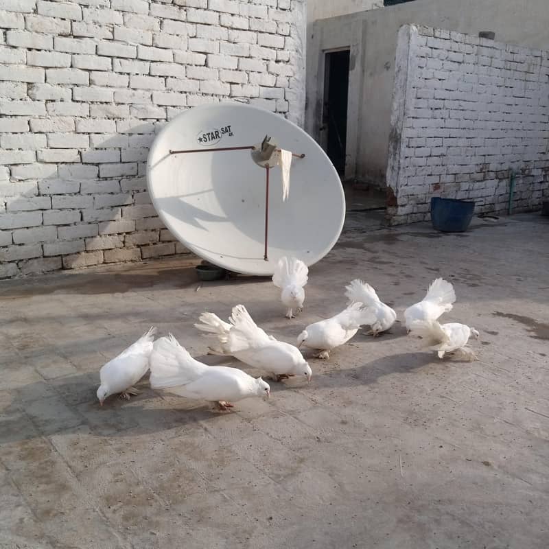 Fancy pigeon 3