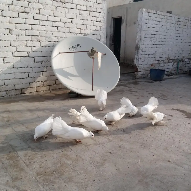 Fancy pigeon — photo 4