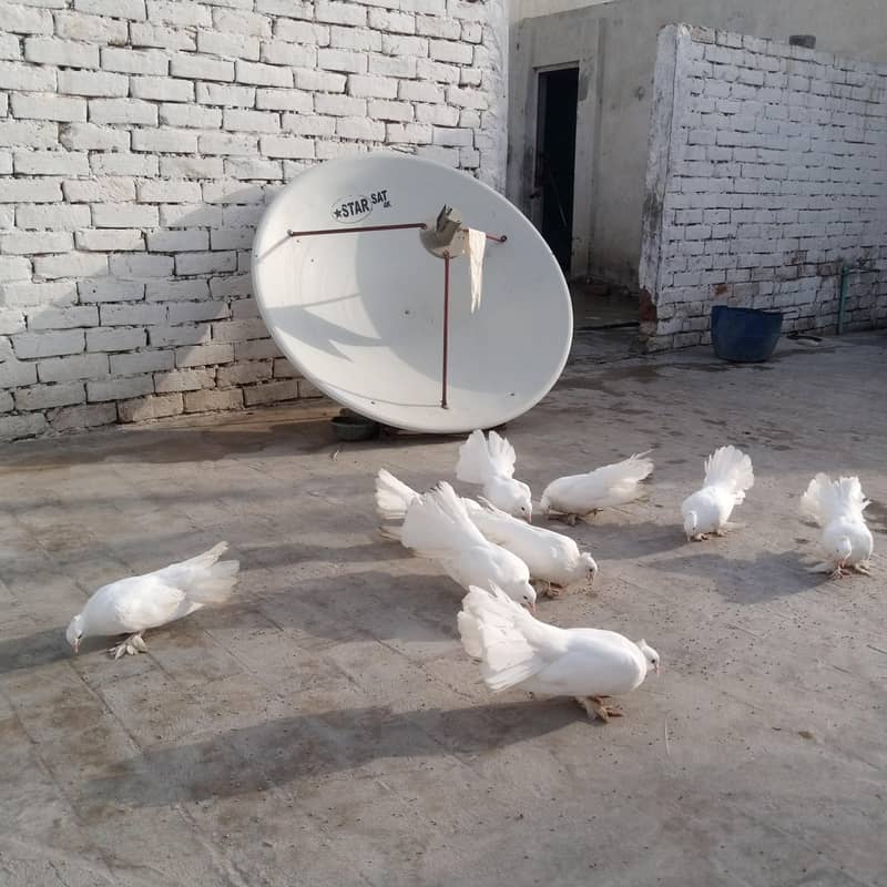 Fancy pigeon 4