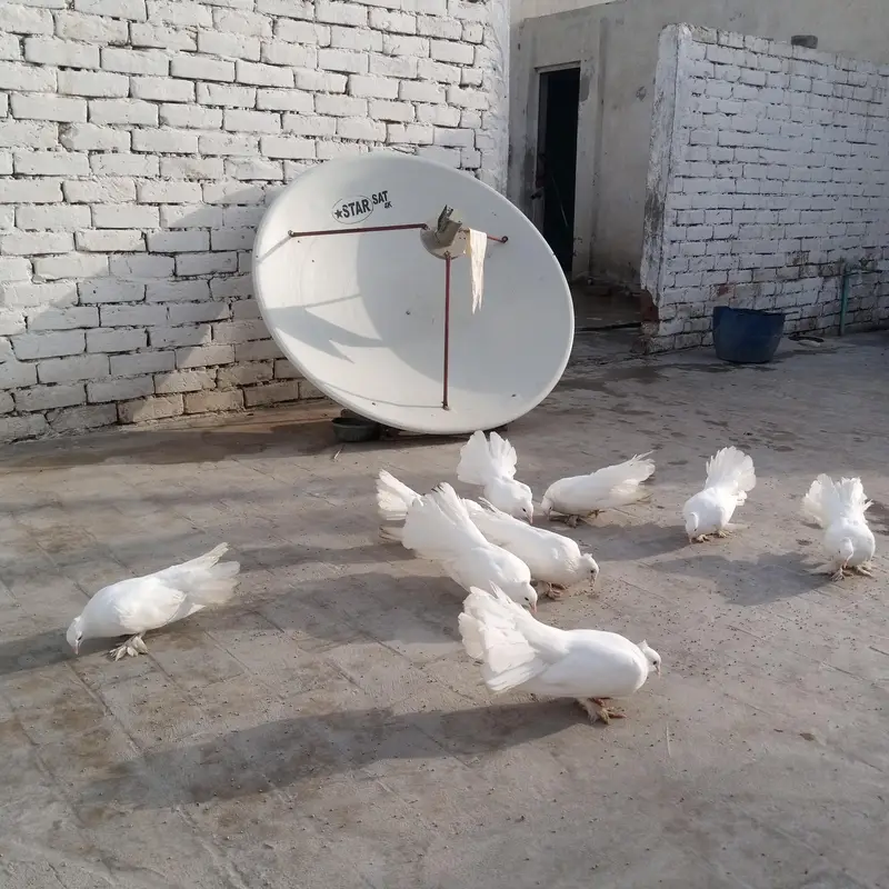 Fancy pigeon — photo 5