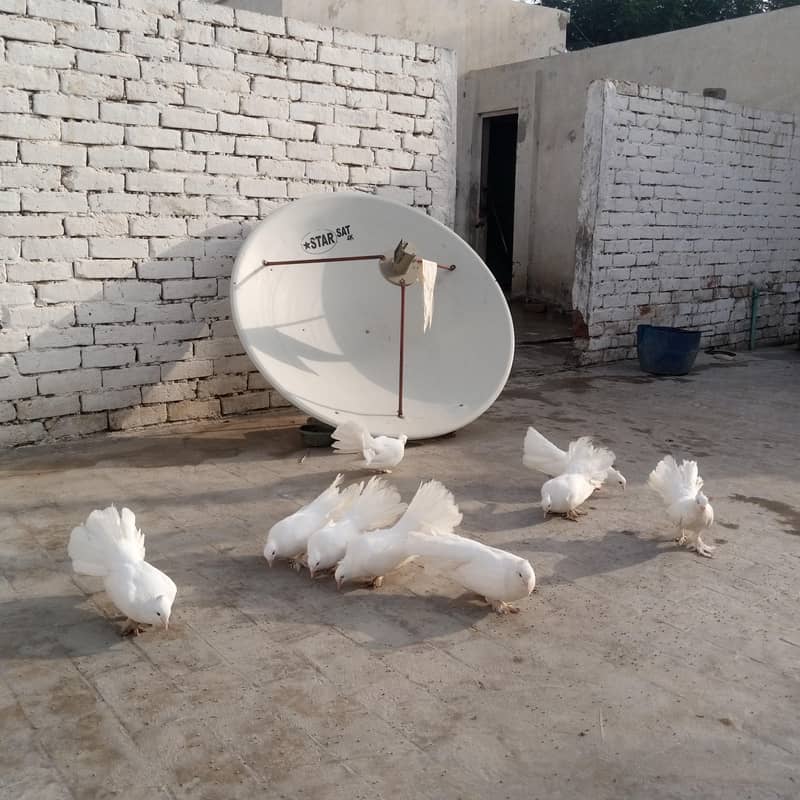 Fancy pigeon 5