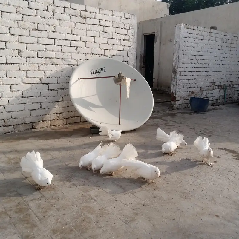 Fancy pigeon — photo 6