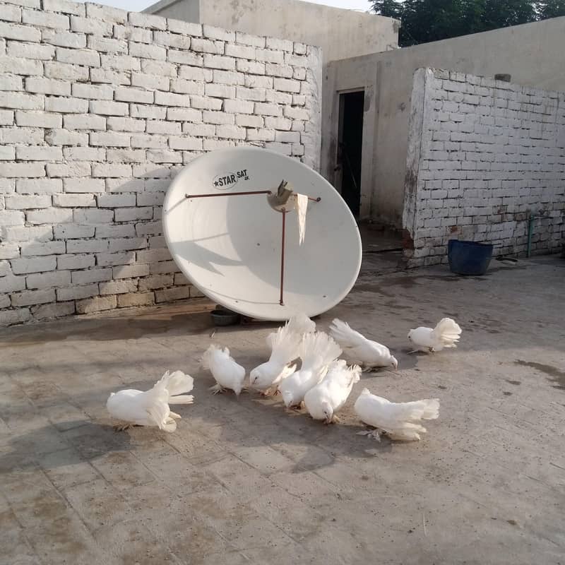 Fancy pigeon 6