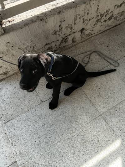 Excellent Black Labrador Puppy