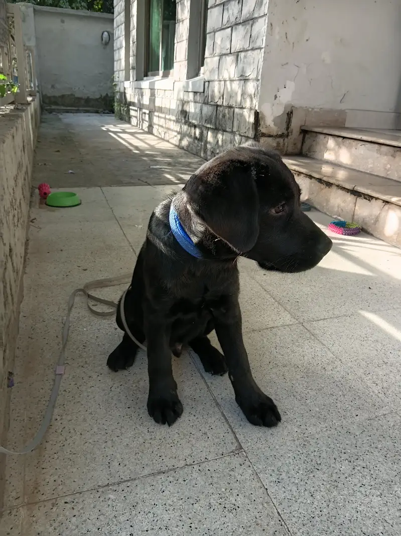 Excellent Black Labrador Puppy — photo 2
