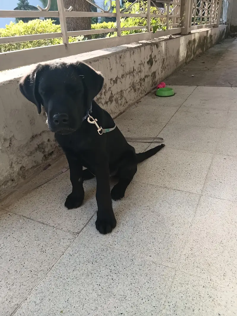 Excellent Black Labrador Puppy — photo 3