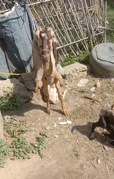 sheri with 1 day male and female