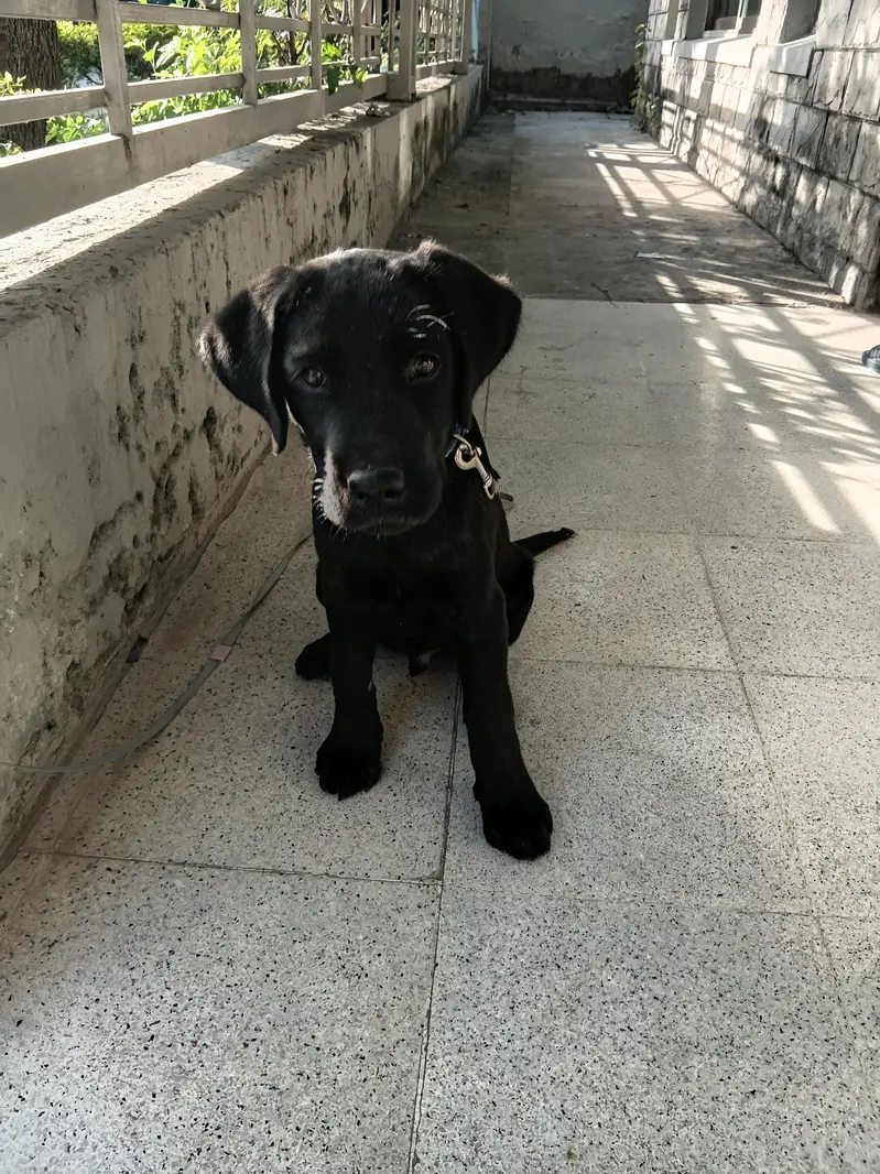 Excellent Black Labrador Puppy — photo 4